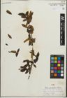 Foto von Salix paraplesia C. K. Schneid.